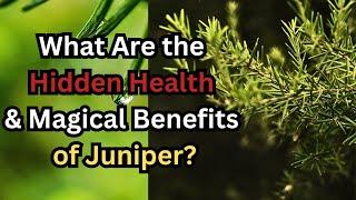 Juniper Spiritual and Medicinal Meaning