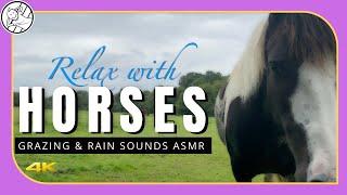 Relax with Horses | Horse sounds ASMR | Grazing Sounds | No Music