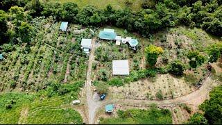 Creating a Dreamy Homestead in Costa Rica: Shocking Abundance In Only Months of Growth!