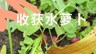 收获水萝卜 | 种植水萝卜太简单了 | 错过的小伙伴可以秋天种哦 | How to Harvest and Grow Radish