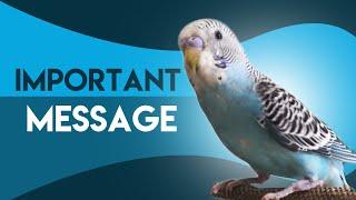 IMPORTANT MESSAGE from a Young Budgie to the World - SPREAD AWARENESS!