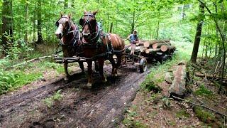 JUST A QUIET DAY HORSE LOGGING #672