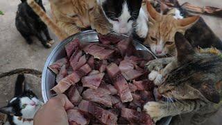 Hungry Cats eat Small Tuna fish | Kitten Eat Delicious Fish | The Gohan Dog And Cats