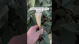 Toxic Wildflower Blooms - Sacred Datura (Datura Wrightii) the Moon Flower