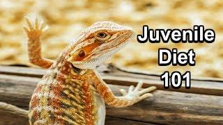 Juvenile Bearded Dragon Diet 101