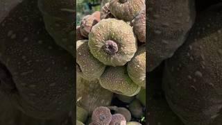 Home grown fig tree
