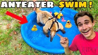 TEACHING My ANTEATER HOW TO SWIM !