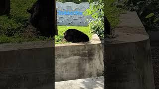 BEAR IN ZOO! (BLACKBEAR) #zoo #kanpurzoo #kanpurtour #bear #blackbear #shorts #zoostatus