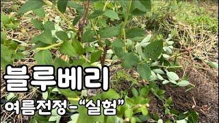 여름전정을 강하게 노지기준으로 따라해 보았습니다.  결과를 비교해 볼게요