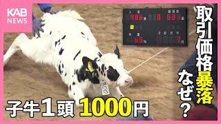 子牛が1000円で取引 「史上最悪の状況」農家からは悲鳴 一体何が？