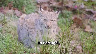 Meet the Iberian Lynx: Jewel of Portugal's Wildlife #animal2024