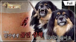 [Full] 세상에 나쁜 개는 없다 - 집안에 갇힌 개, 밍키