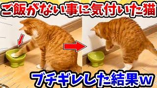 【2ch動物スレ】ご飯がない事に気付いた猫さん → ブチギレした結果www