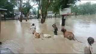 Dhubri Flood 2019 update. Bilasipara. Bagribari Video..