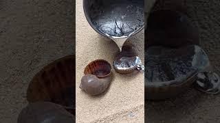 Casting a Silver Shells from Scrap Metal #shorts #viralvideo #restoration #art #shortvideo