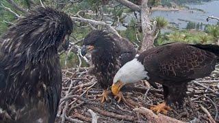 Jackie brings fish & feed Gizmo, Sunny take the remaining fish | Big Bear Bald Eagle | Jun 1, 2025