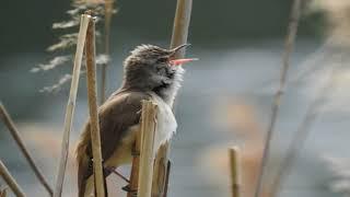 The Nauru Reed Warbler: A Rare Treasure of Nauru's Coastal Enclave