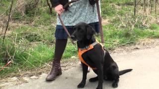 Ruffwear Front Range Harness