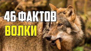 46 ИНТЕРЕСНЫХ ФАКТОВ О ВОЛКАХ