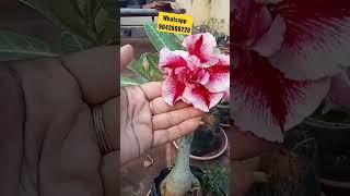 Adenium For Sale/Plants For Sale/Chennai Homemaker Plants #shorts