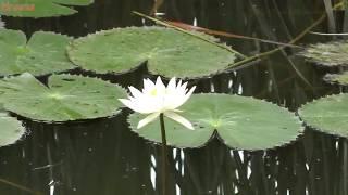 PEACE AND TRANQUILITY  A TRAILS THROUGH COUNTRYSIDE  4K