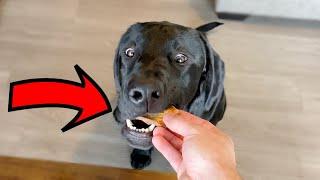 Labrador Reviews Dog Treats For The First Time!!