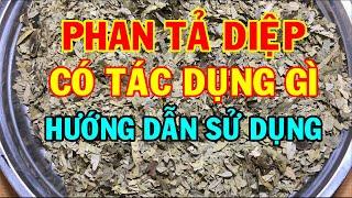 Phan tả diệp có tác dụng gì - Phan tá diệp chữa bệnh gì - Cách sử dụng lá phan tả diệp