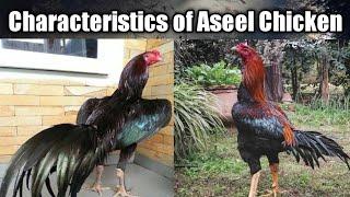 Aseel Chicken | Characteristics of Aseel Chicken Breed | @Dr.Abu-BakarNaeem