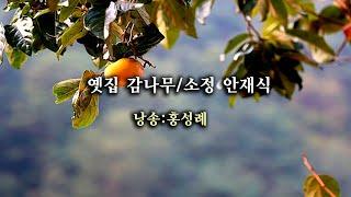 옛집 감나무-소정 안재식 낭송 홍성례