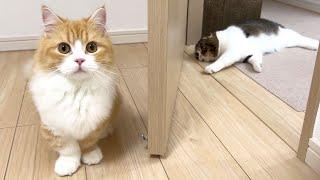 子猫のふうくんをぽこ太郎に初対面させてみたら、まさかのこうなりました…