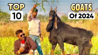 Mohammad Bhai’s Top 10 Favourite Goats of 2024 at MD Goat Farm Mumbai