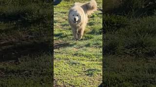 Aren’t these dogs normally white?