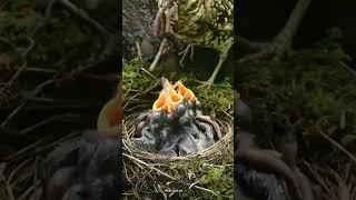 Mother feeding beautiful baby birds nest||Musa plus am||