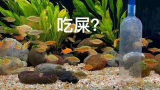 魚缸換水，清洗底沙