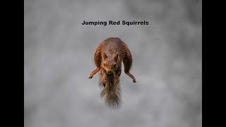 Jumping Red Squirrels