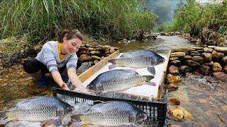 Full video of the journey of making a fish trap in the stream.Ana caught many big fish and sold them