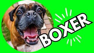 Top 10 Interesting Facts About Boxer Dogs 101