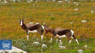 Cape of Good Hope Natural Reserve. Documental Completo