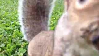 Curious Squirrel likes iPhone