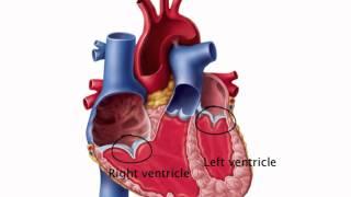 Chapter 19   Blood Flow Through the Heart