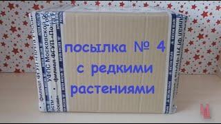 распаковка посылки № 4 с редкими растениями | комнатные растения почтой | пополнение коллекции