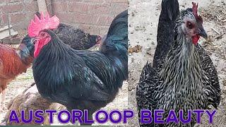 Australorp - Poultry Hub Australia . Home poultry Farming .