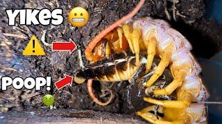 Feeding a INSANELY VENOMOUS CENTIPEDE!!  (️PRAY FOR ME️)