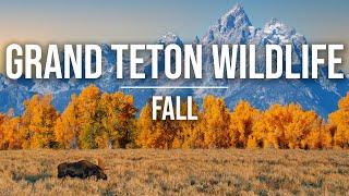 Fall Wildlife in Grand Teton | Moose, Elk Rut, Foliage, Delta Lake, & More! [4K]