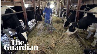 Fukushima radiation fails to deter dairy farmers