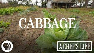 Cabbage | A Chef's Life | PBS Food