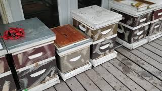 STOP LOSING $/Learn How To Keep Your Honey Bees Alive During Winter!