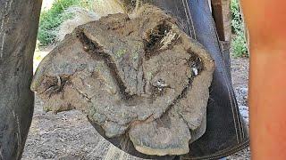 These Hooves Were in Terrible Condition!!! Massive Draft Hoof Restoration - So Satifying