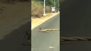 "Three Snakes Together on an Empty Road – A Rare and Unbelievable Sight!"