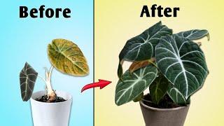 In-Depth Alocasia Plant Care Guide - Alocasia Plant Care Indoors